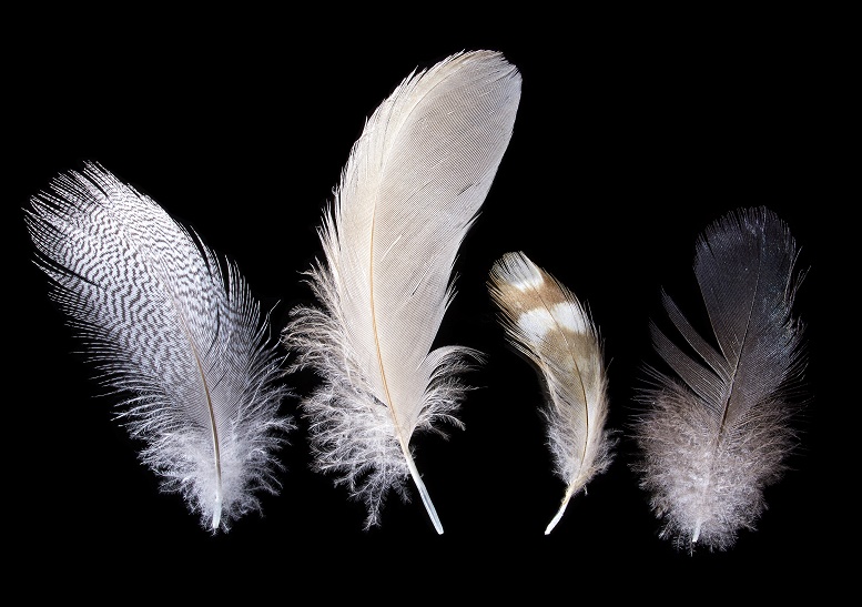 FEATHERS.jpg - 123.99 kB