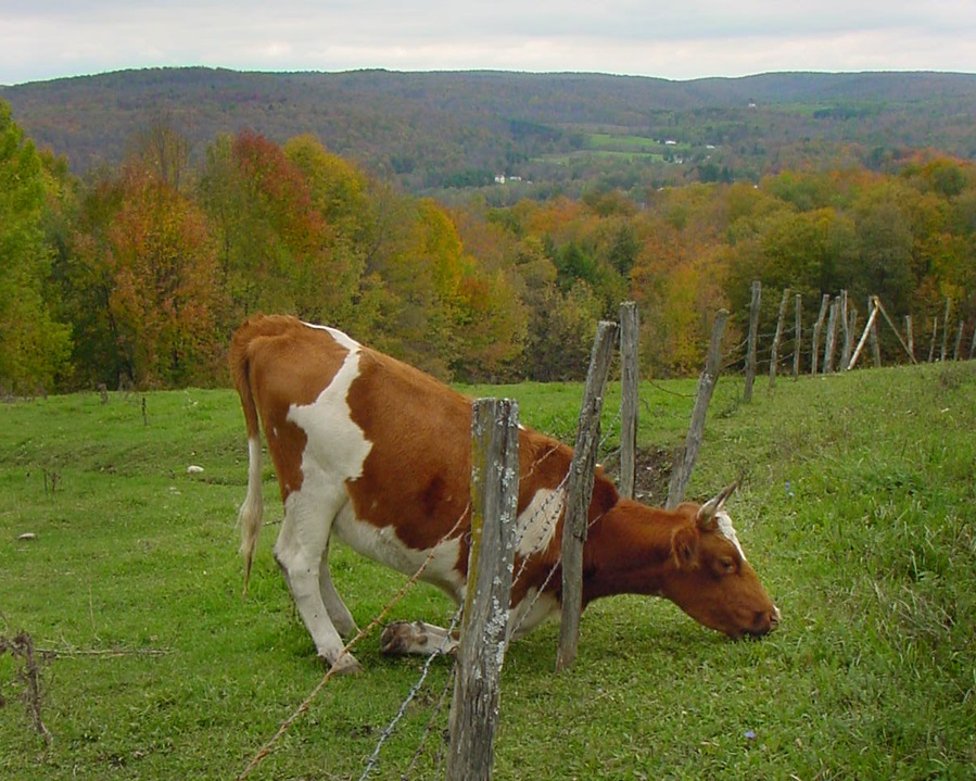 GRASS_IS_GREENER_-_STEER.jpg - 260.43 kB