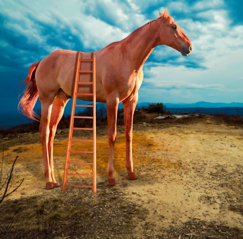 HIGH_HORSE_WITH_LADDER.jpg - 230.92 kB