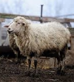 SHEEP-DIRTY-STANDING.jpg - 24.27 kB